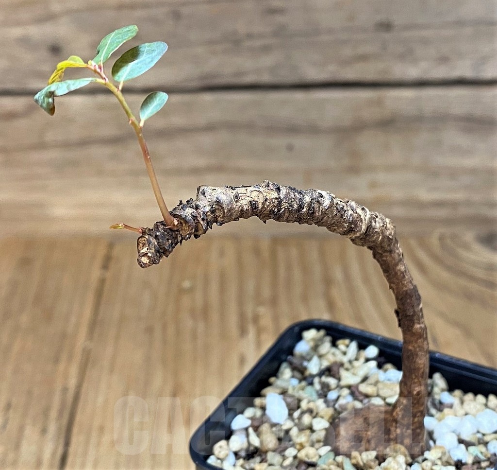 SH22964 Phyllanthus mirabilis - Image 2