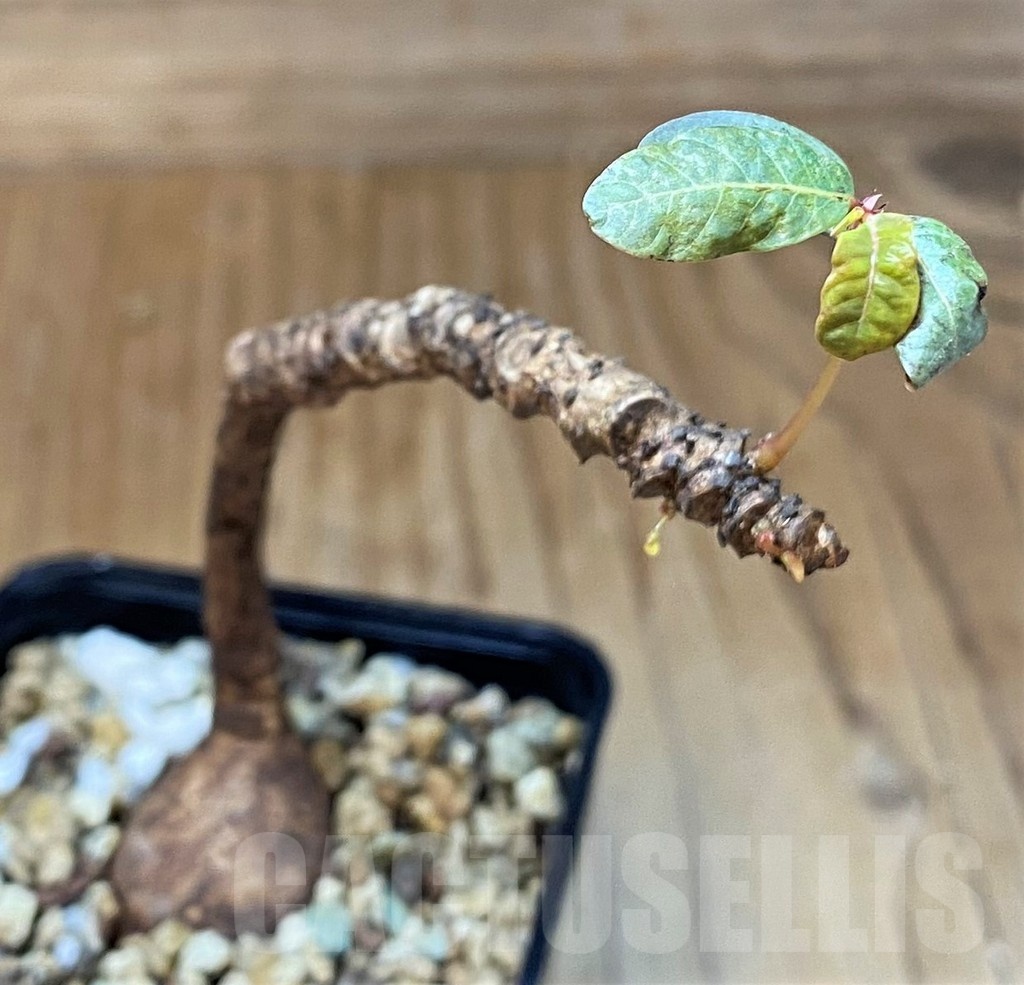 SH22964 Phyllanthus mirabilis