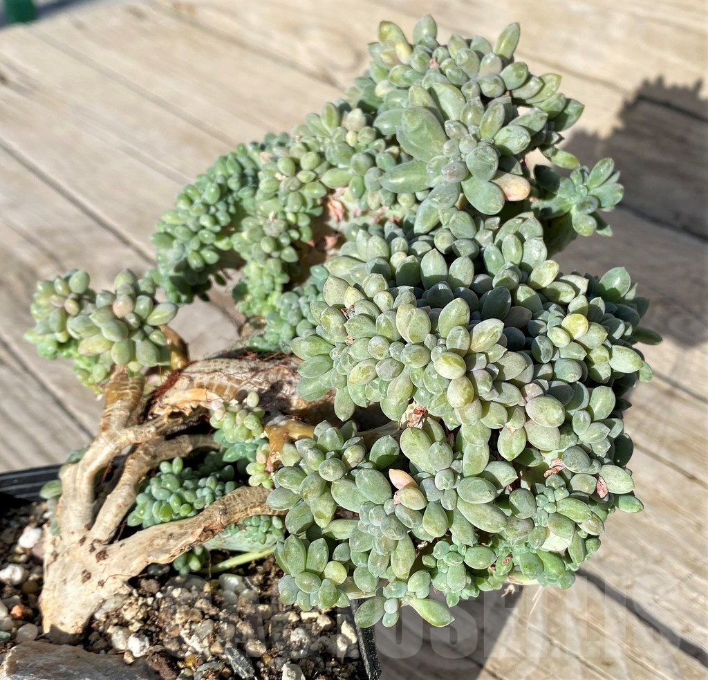 SH22900 Graptopetalum amethystinum f. cristata
