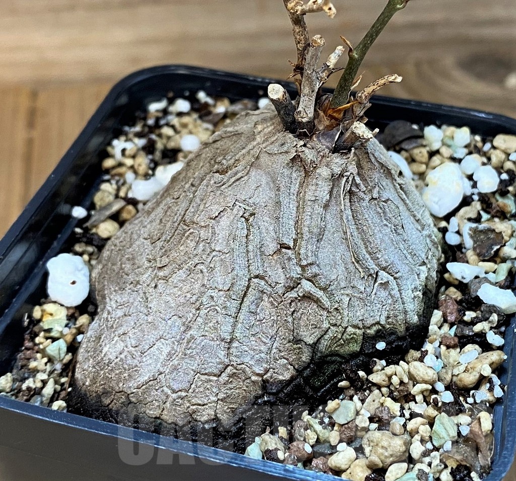 SH22967 Dioscorea sylvatica