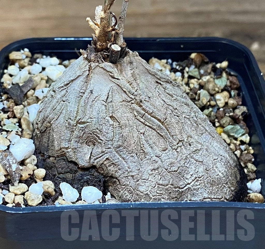 SH22967 Dioscorea sylvatica - Image 2