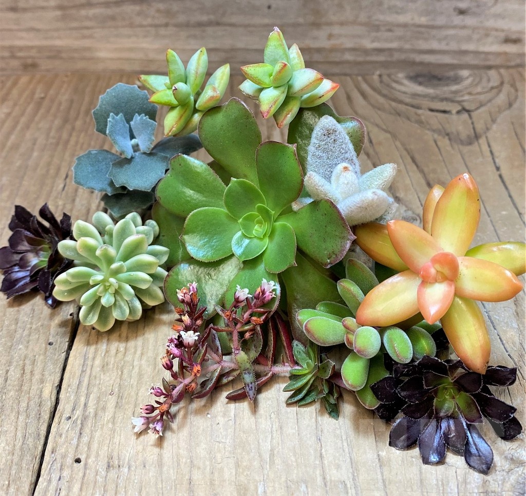 SH22971 Succulents mix, cuted