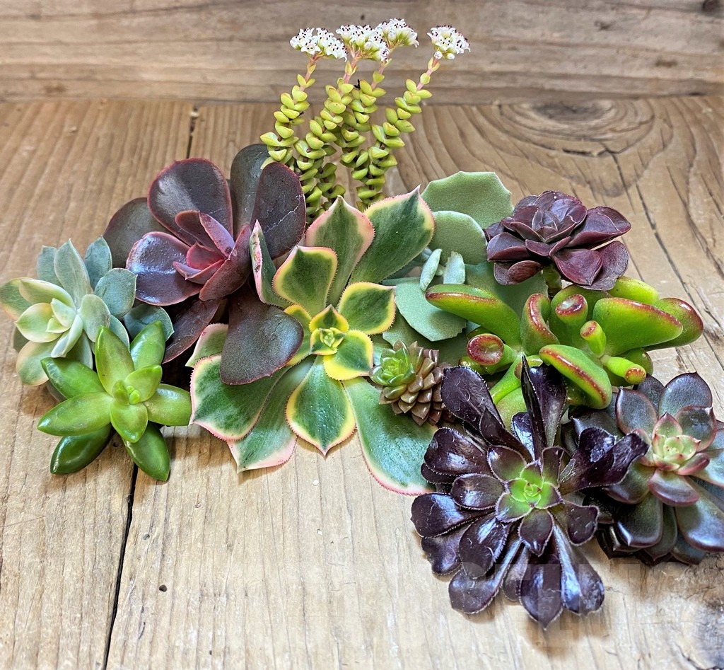 SH22972 Succulents mix, cuted