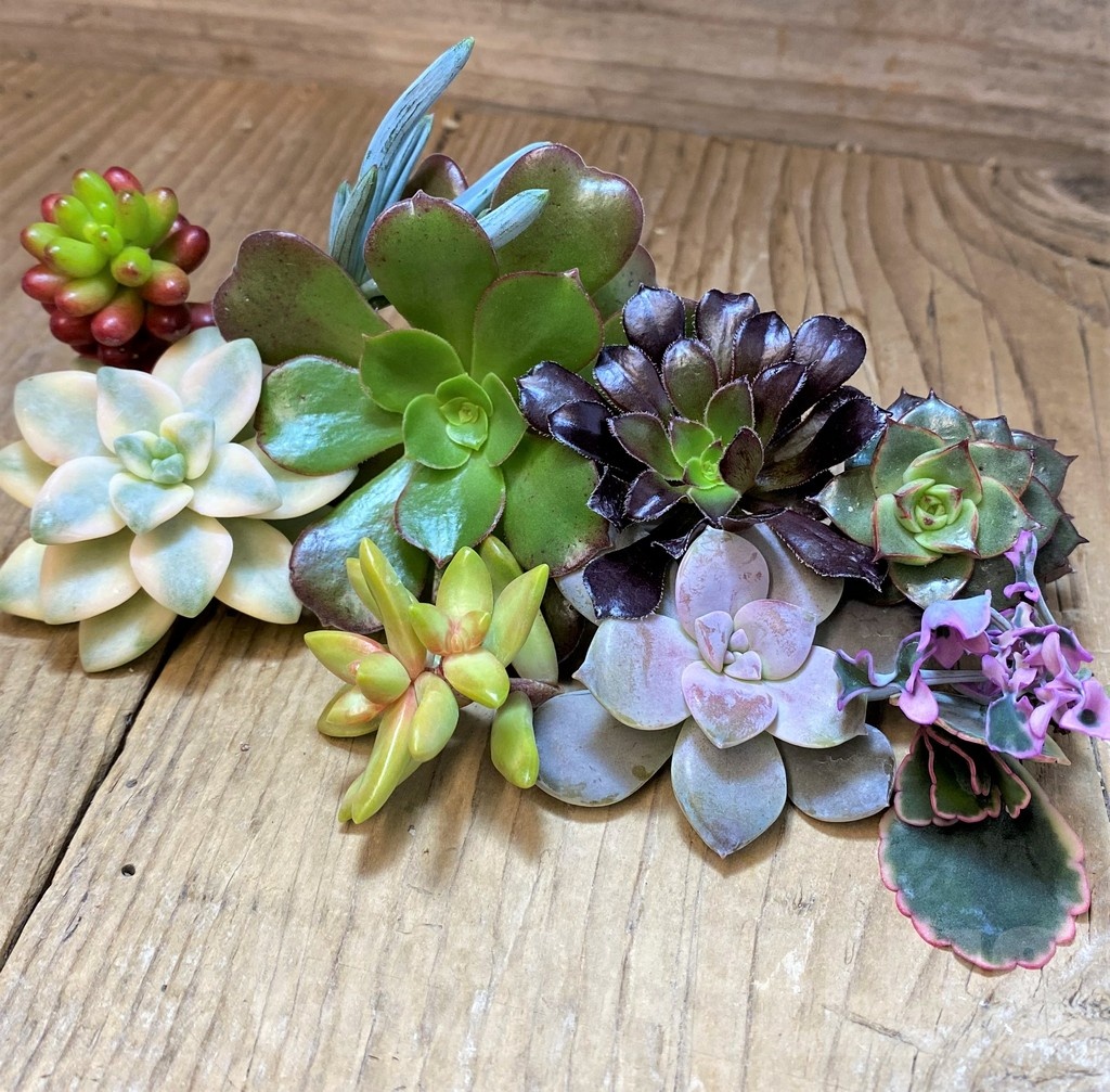 SH22974 Succulents mix, cuted