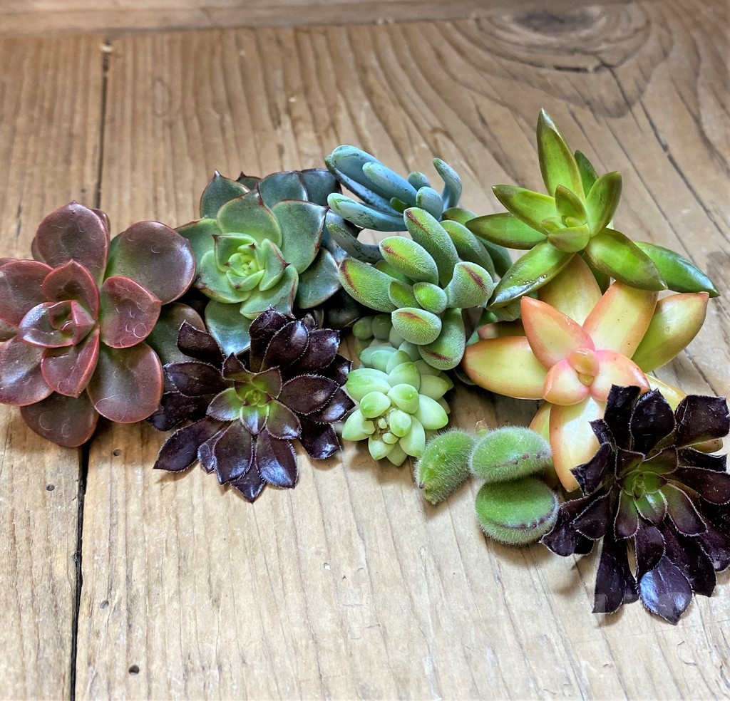 SH22975 Succulents mix, cuted