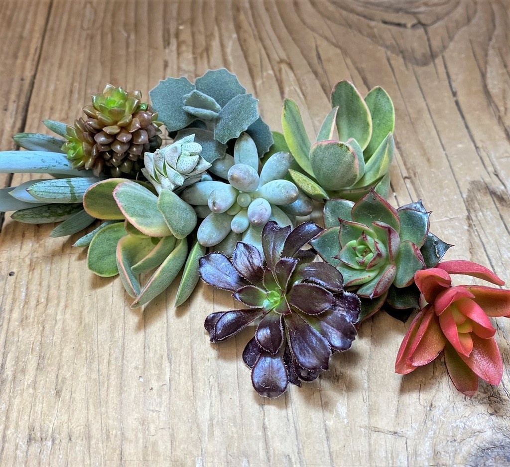 SH22976 Succulents mix, cuted