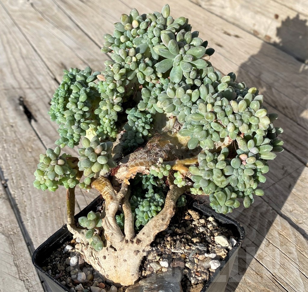 SH22900 Graptopetalum amethystinum f. cristata - Image 3