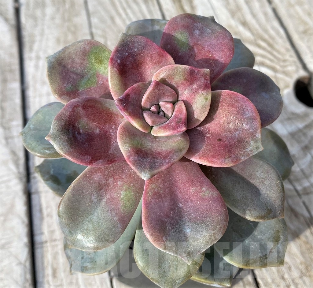 SH22910 Graptopetalum 'Purple Delight'