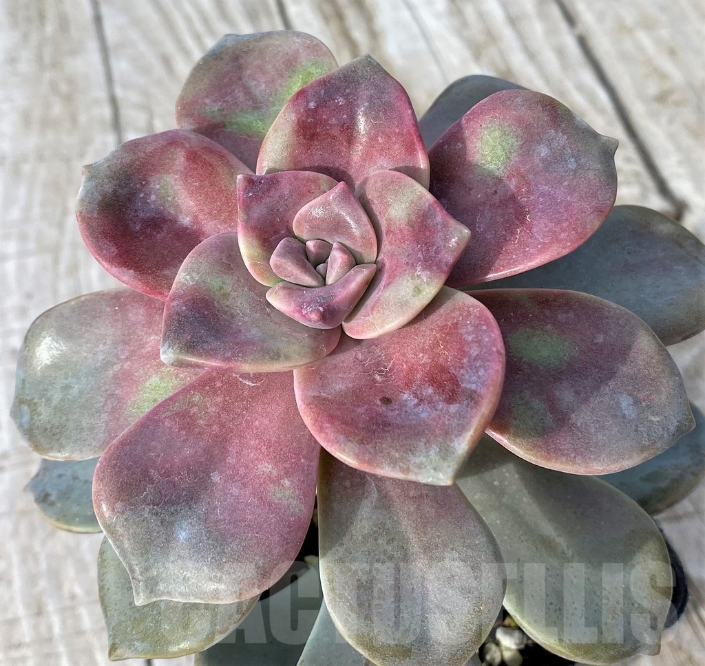 SH22910 Graptopetalum 'Purple Delight' - Image 2