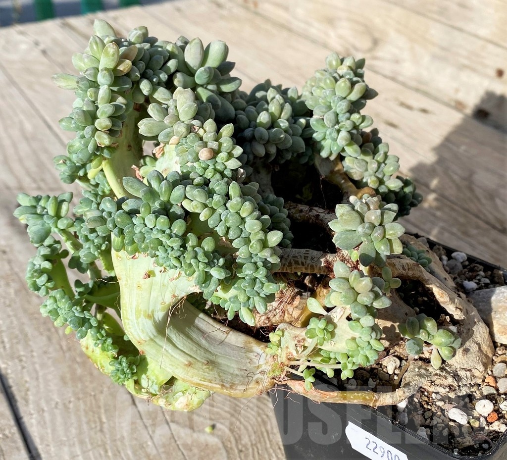 SH22900 Graptopetalum amethystinum f. cristata - Image 2