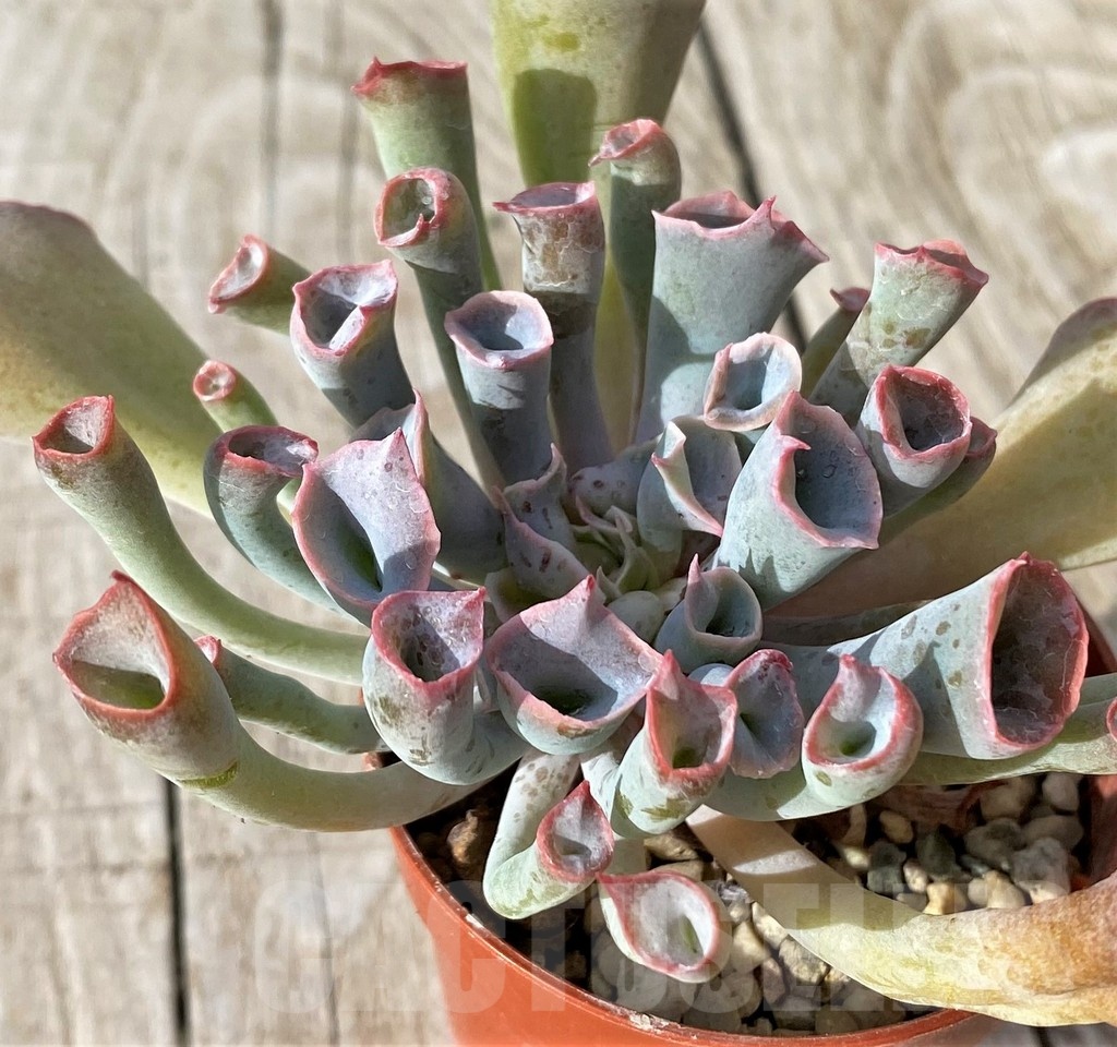 SH22915 Echeveria ‘Trumpet Pinky’ - Image 2