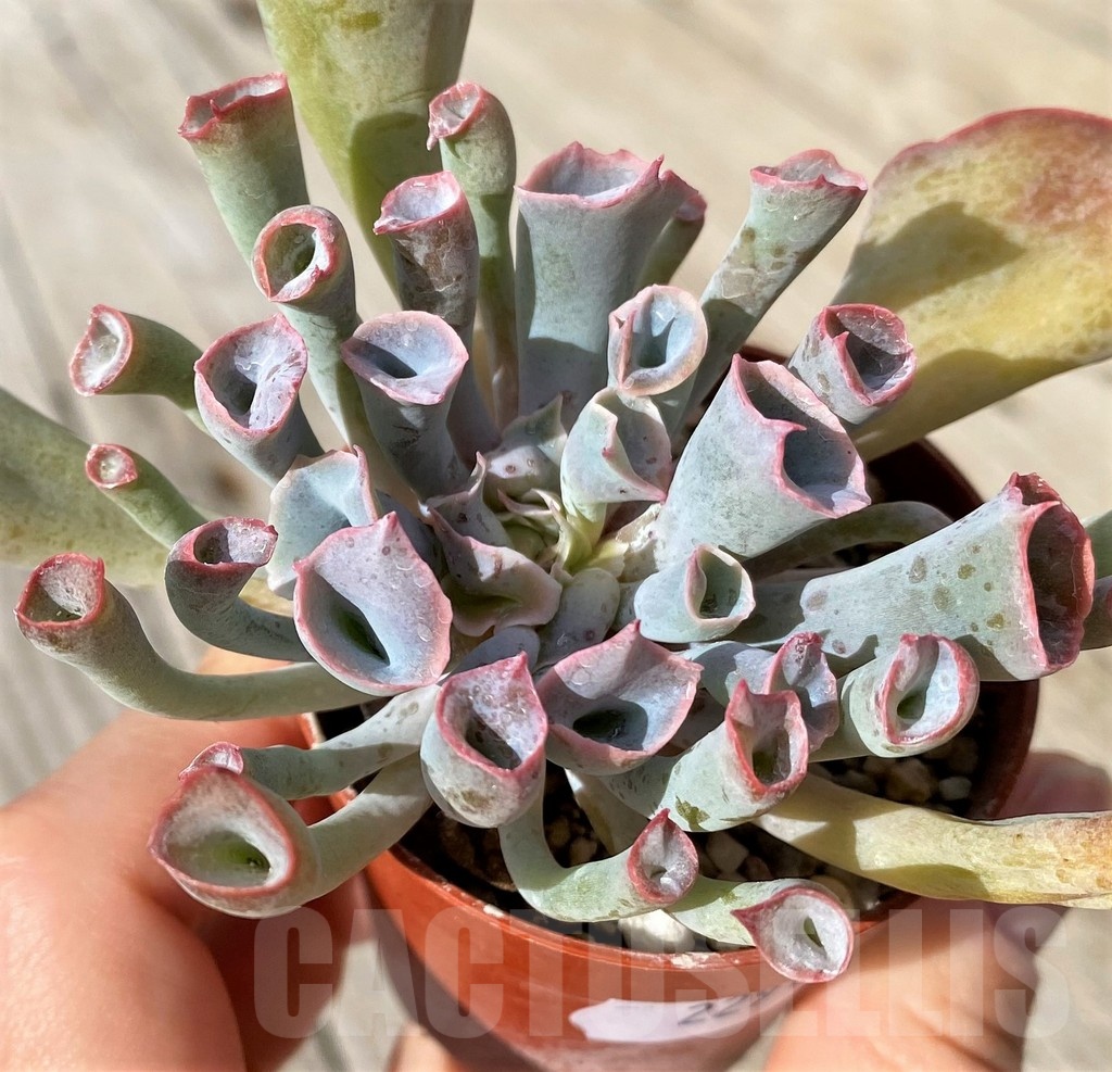 SH22915 Echeveria ‘Trumpet Pinky’