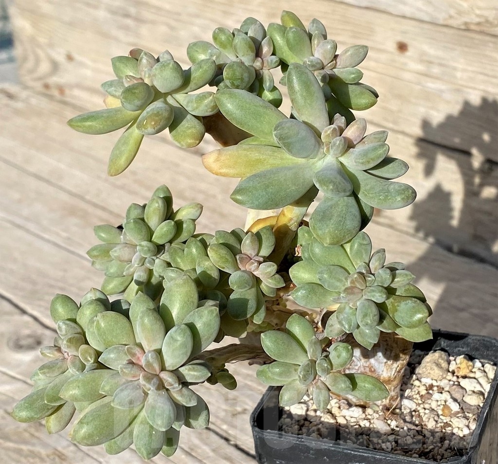 SH22901 Graptopetalum amethystinum f. cristata - Image 2