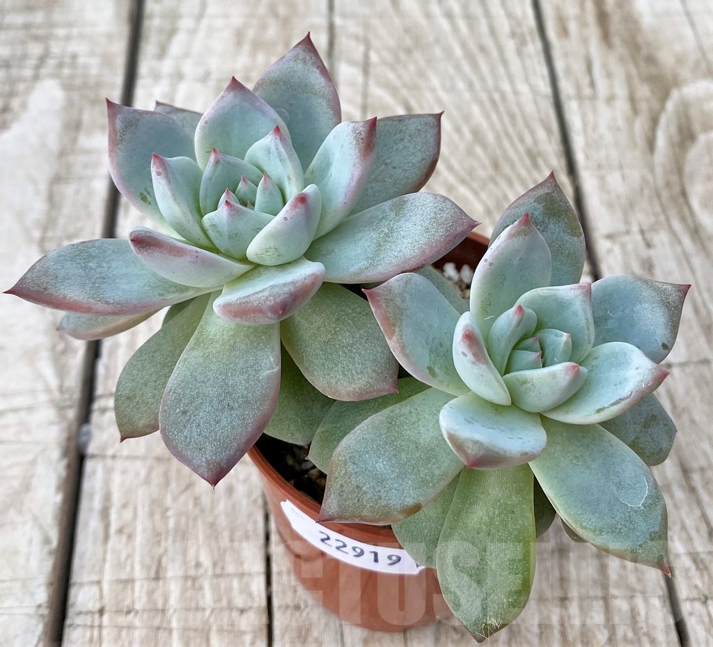 SH22919 Echeveria 'Blue Bird' - Image 2