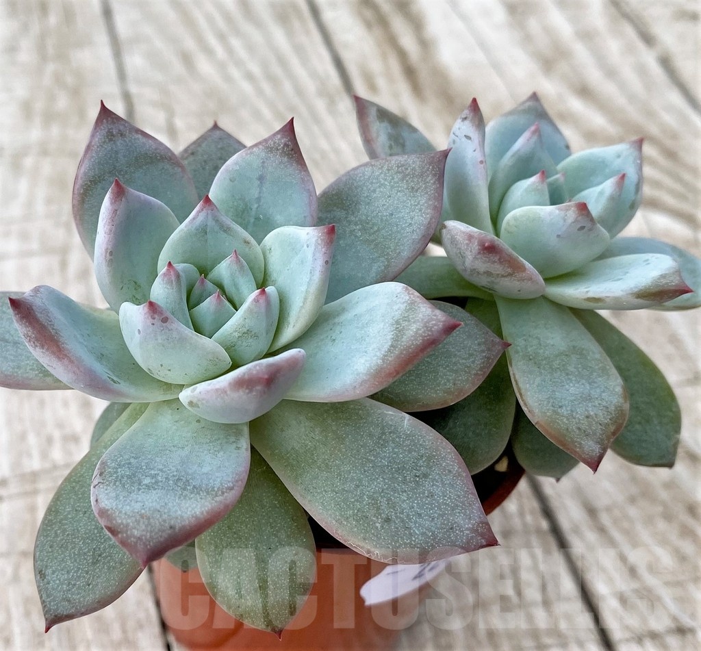 SH22919 Echeveria 'Blue Bird'