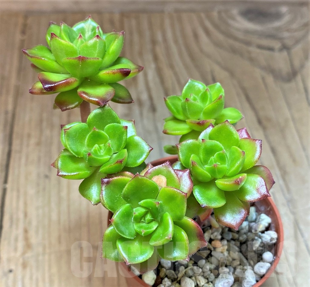 SH22921 Echeveria 'Letizia' - Image 2