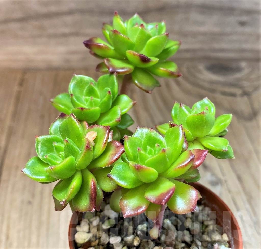 SH22921 Echeveria 'Letizia'