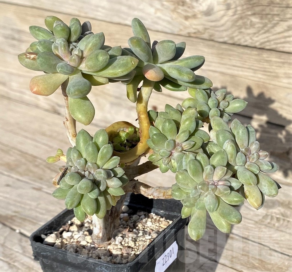 SH22901 Graptopetalum amethystinum f. cristata