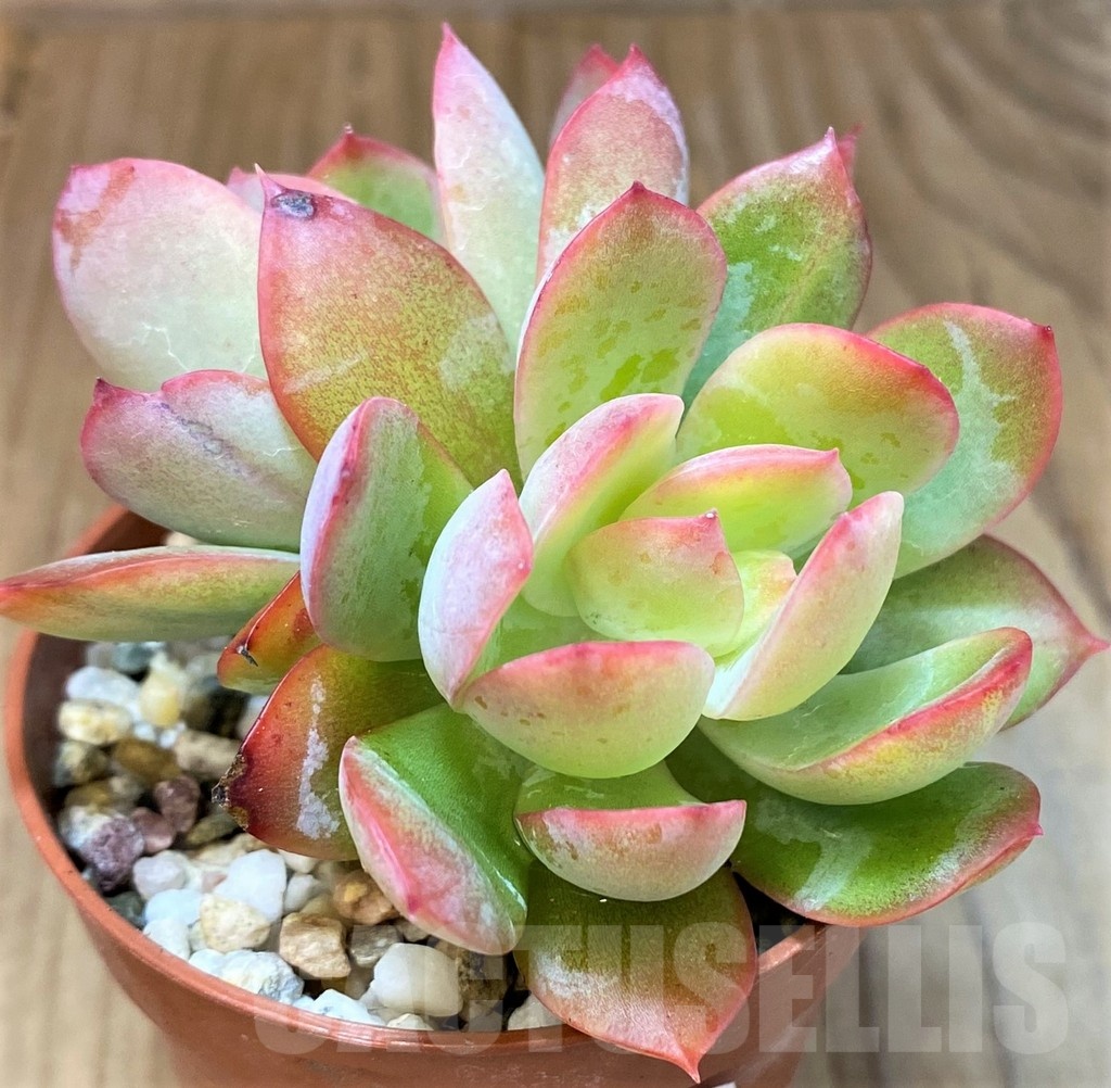 SH22927 Echeveria 'Luella' - Image 2