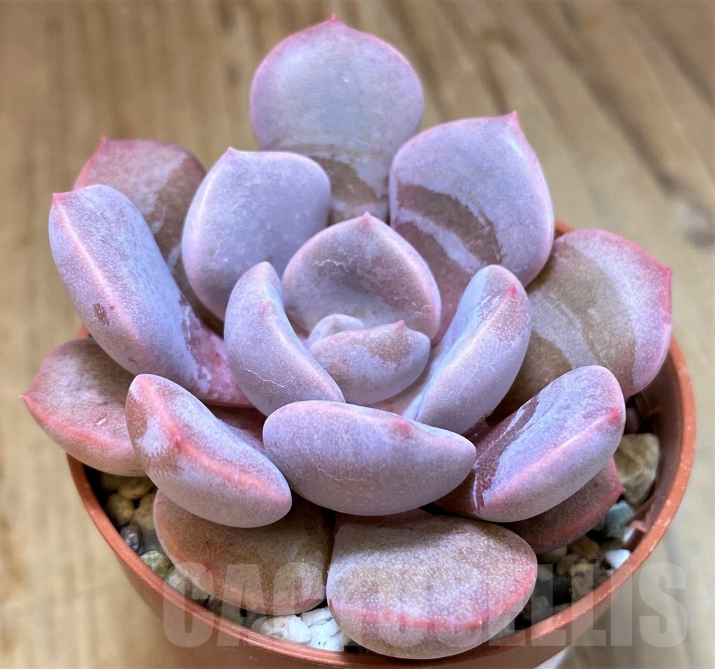 SH22928 Echeveria hybrid - Image 2