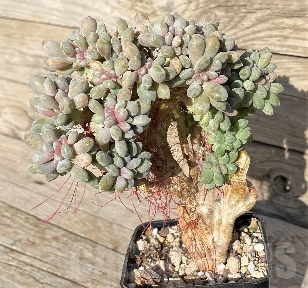 SH22902 Graptopetalum amethystinum f. cristata - Image 2