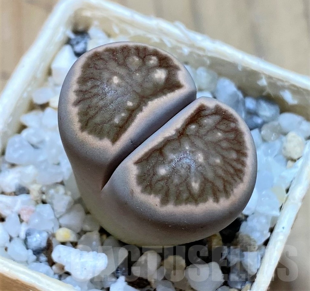 SH24188 Lithops julii 'Kikushogiyoku' hybrid