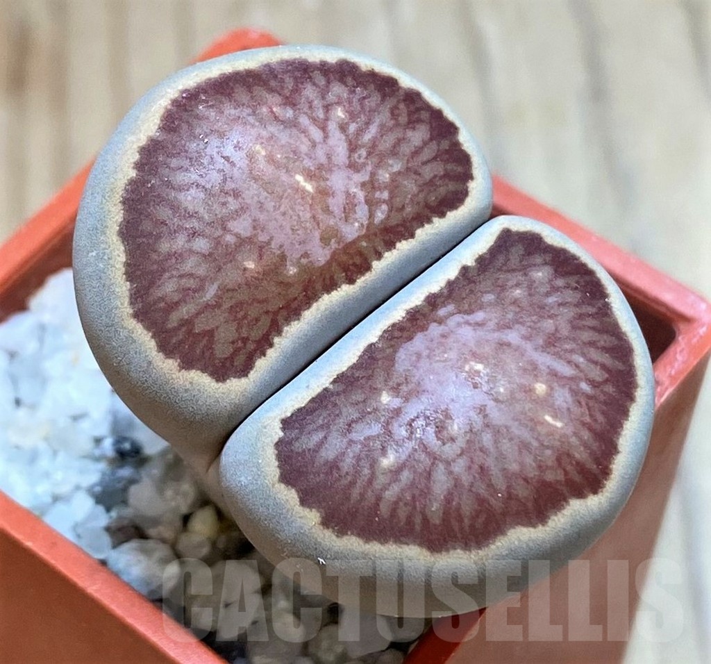 SH24189 Lithops julii 'Kikushogiyoku' hybrid