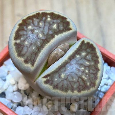 SH24190 Lithops julii 'Kikushogiyoku' hybrid
