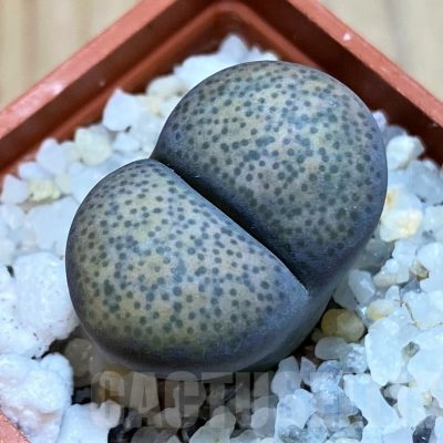 SH24195 Lithops terricolor