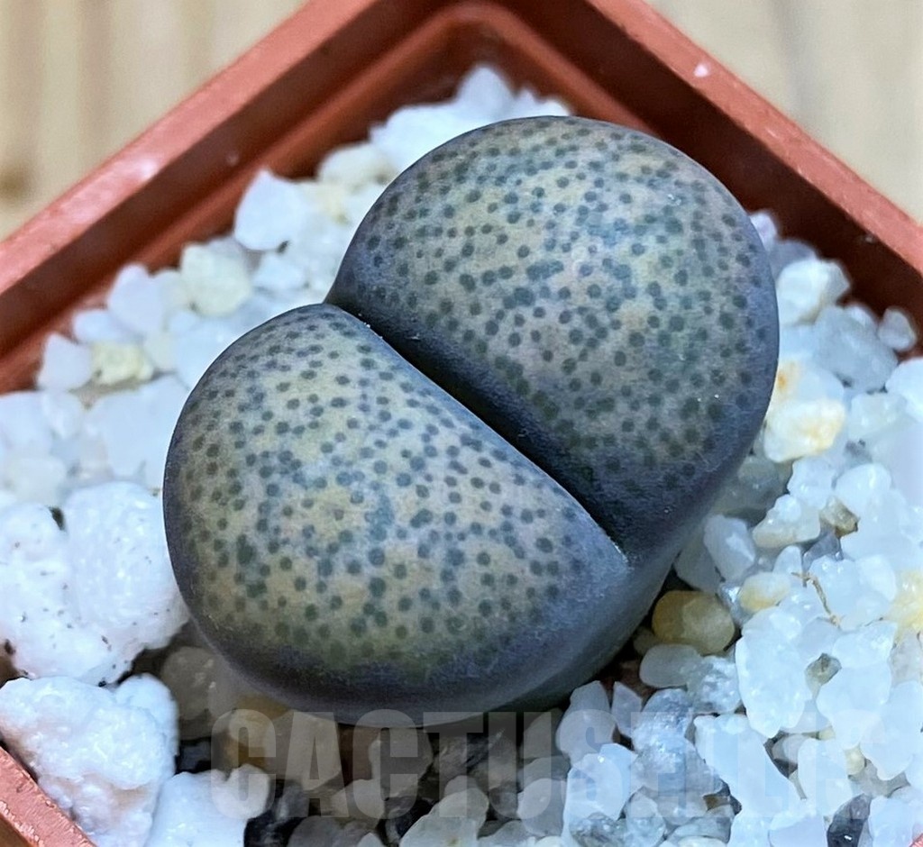 SH24195 Lithops terricolor