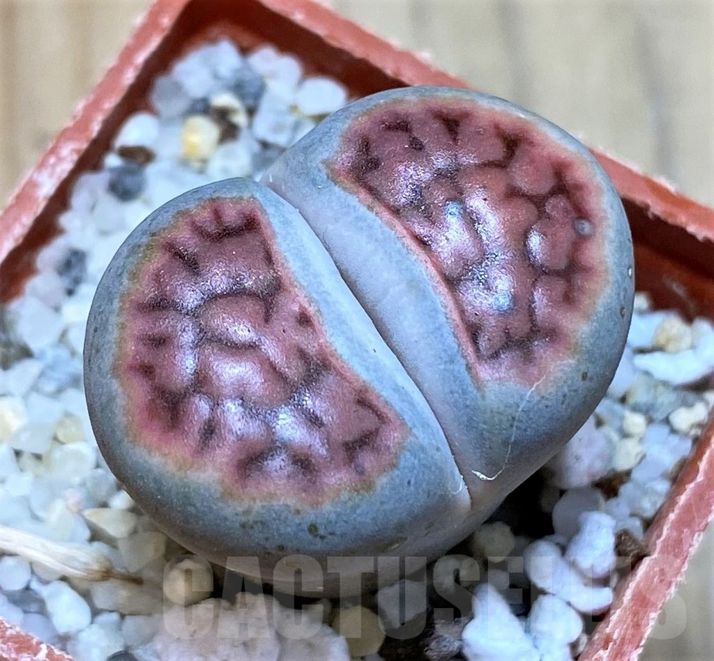 SH24197 Lithops karasmontana v. mickbergensis