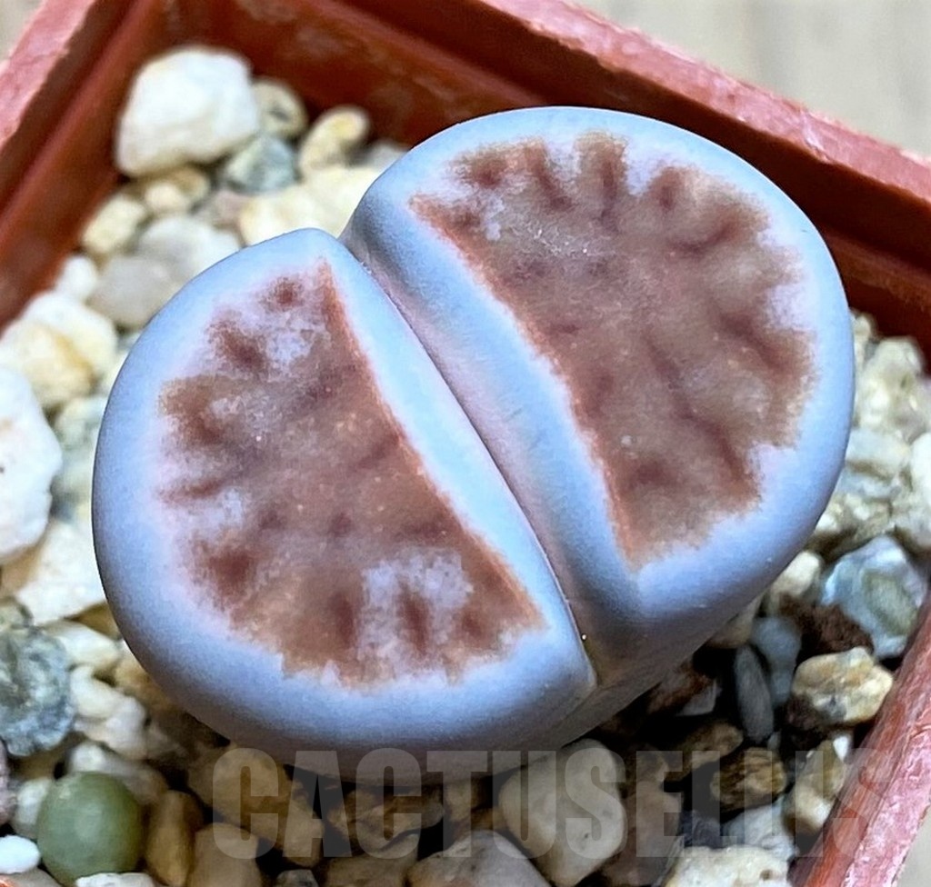 SH24199 Lithops karasmontana 'Top Red'
