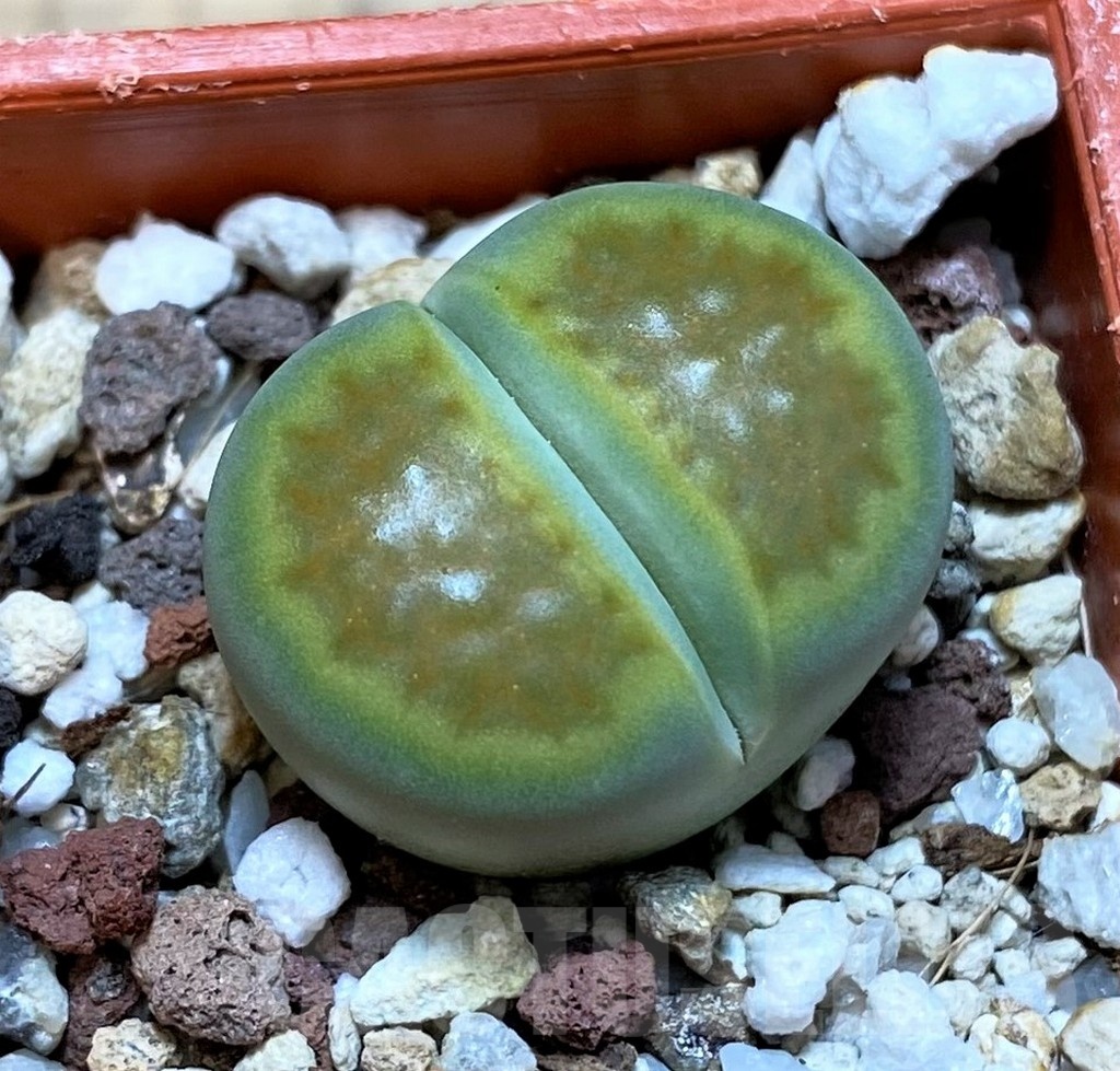 SH24204 Lithops hallii 'Green Soapstone'