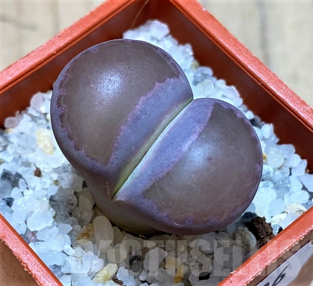 SH24206 Lithops salicola 'Sato's Violet' hybrid
