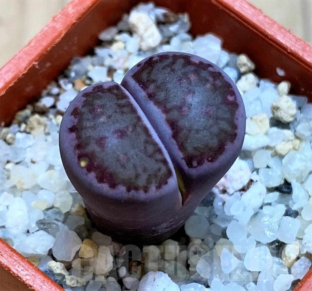 SH24207 Lithops salicola 'Sato's Violet' hybrid
