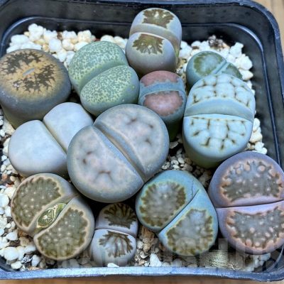 SH24214 Lithops mix