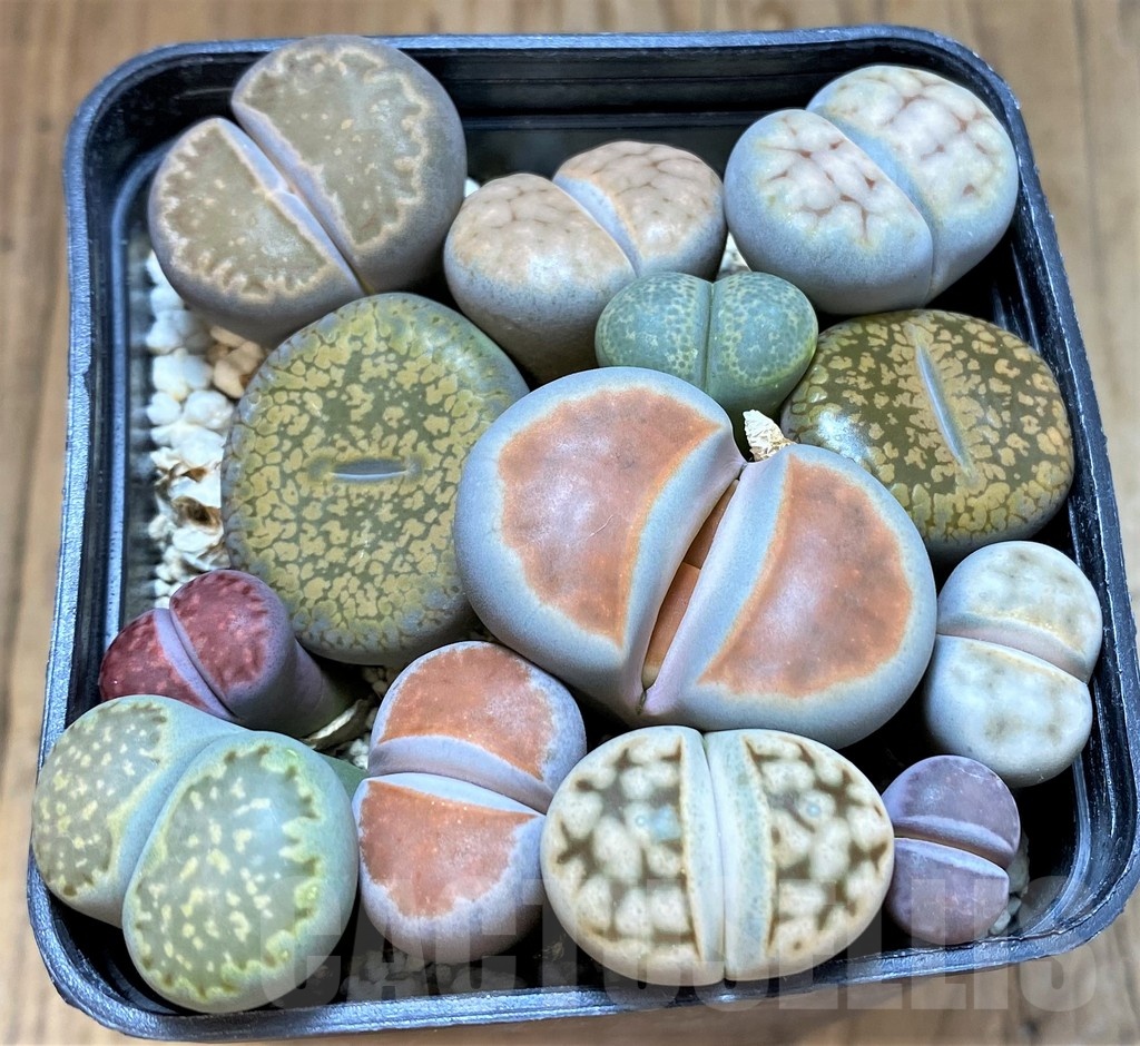 SH24216 Lithops mix