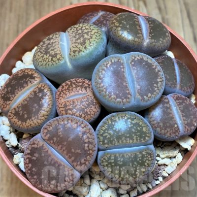SH24222 Lithops aucampiae mix