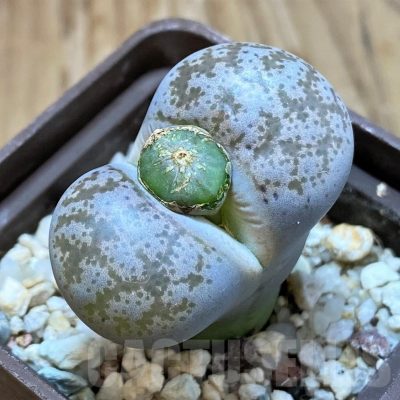 SH24149 Lithops coleorum