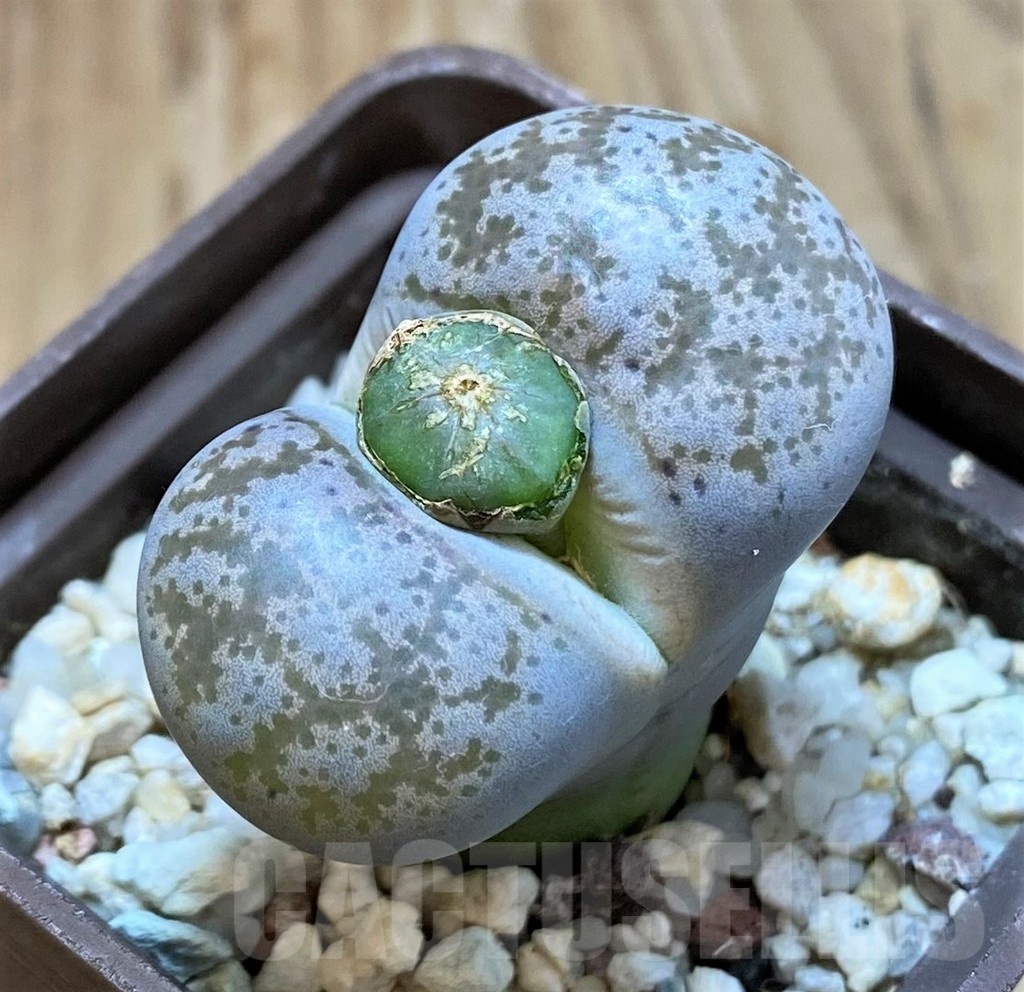 SH24149 Lithops coleorum