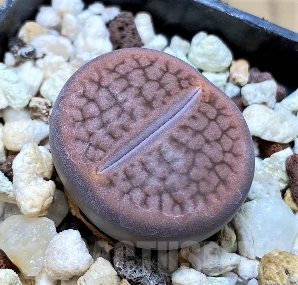 SH24150 Lithops hookeri
