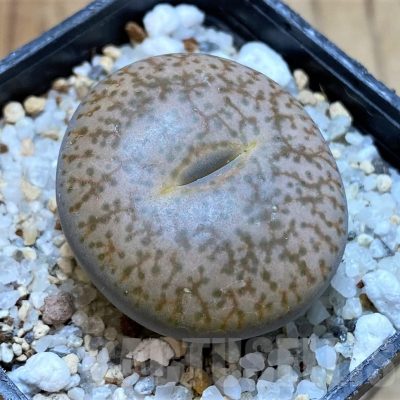 SH24151 Lithops pseudotruncatella