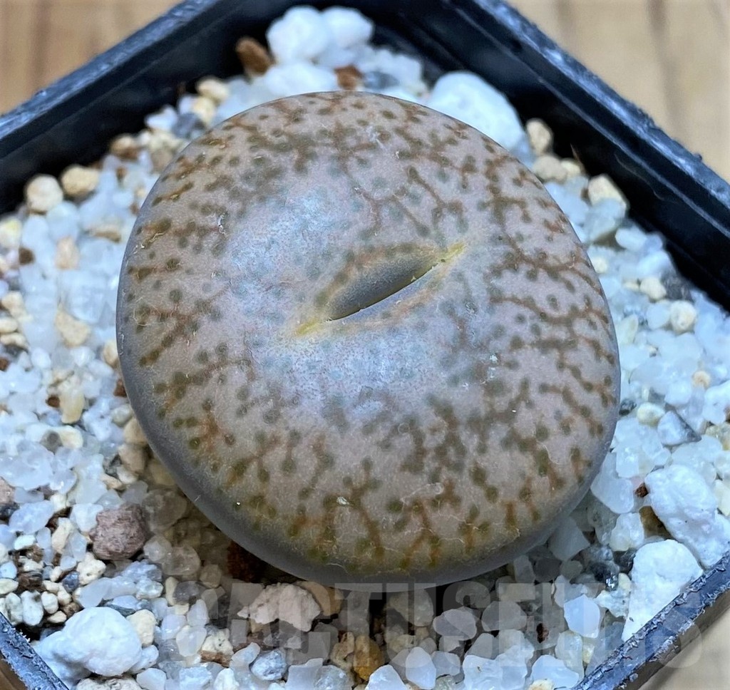 SH24151 Lithops pseudotruncatella