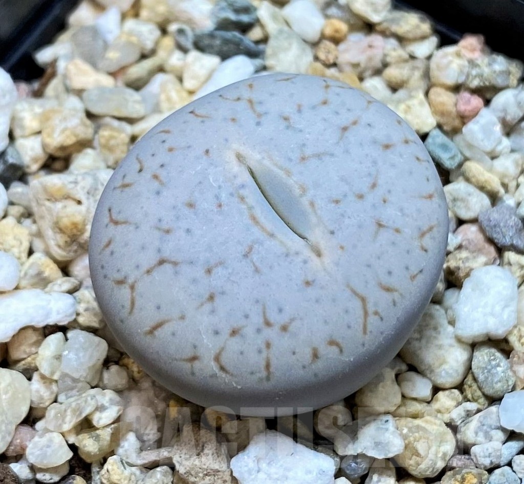 SH24155 Lithops pseudotruncatella ssp. volkii