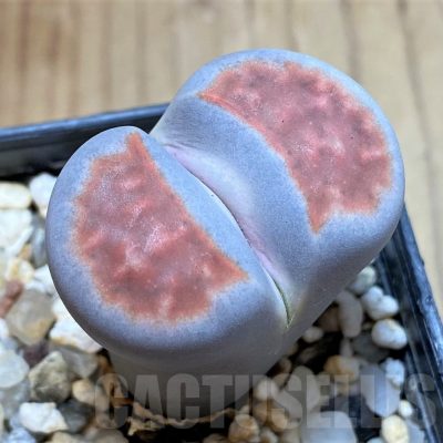 SH24156 Lithops karasmontana 'Top Red'