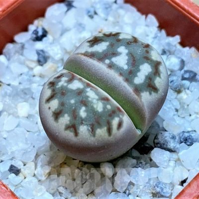 SH24169 Lithops dorotheae