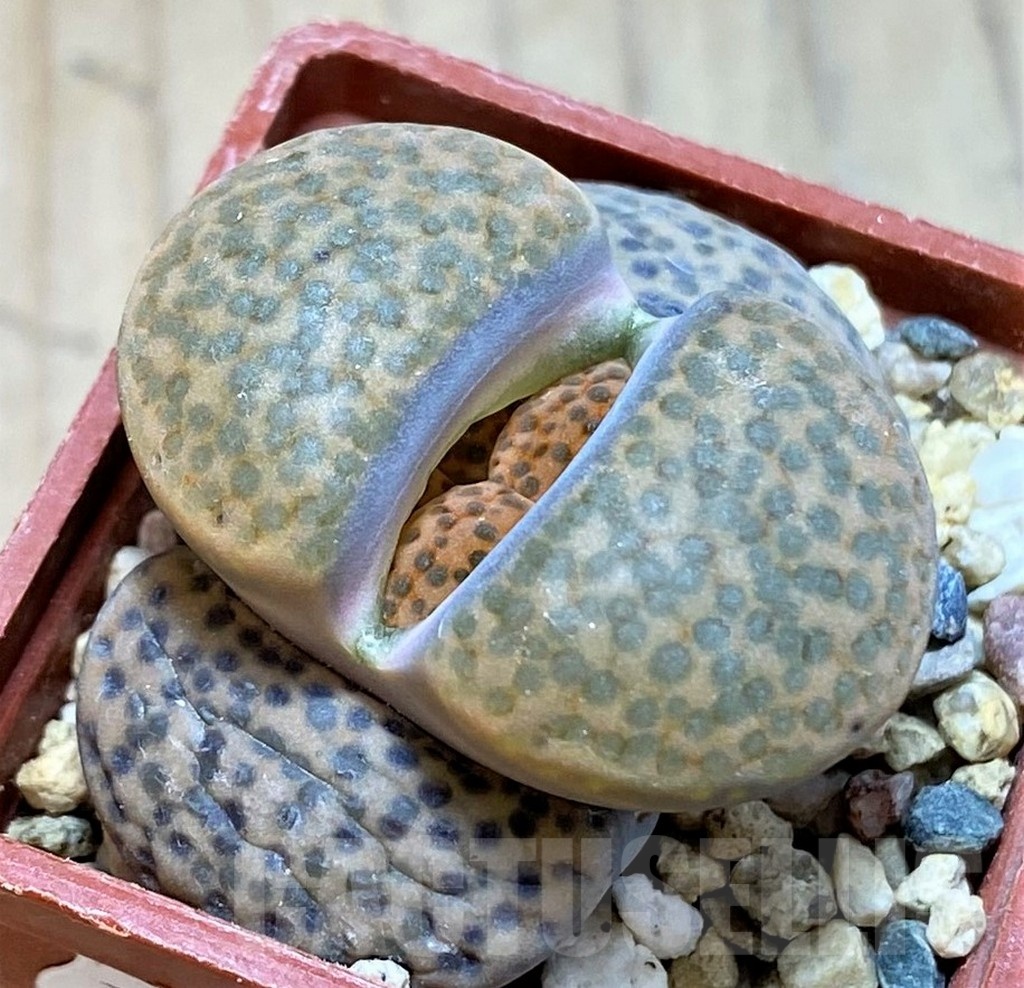 SH24170 Lithops fulviceps