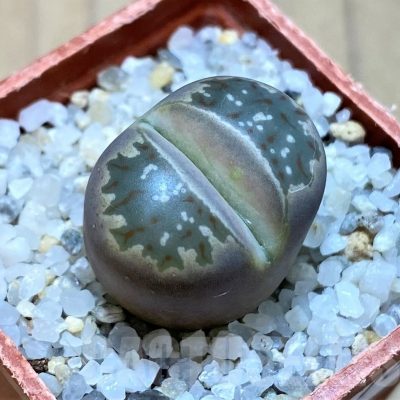 SH24172 Lithops dorotheae