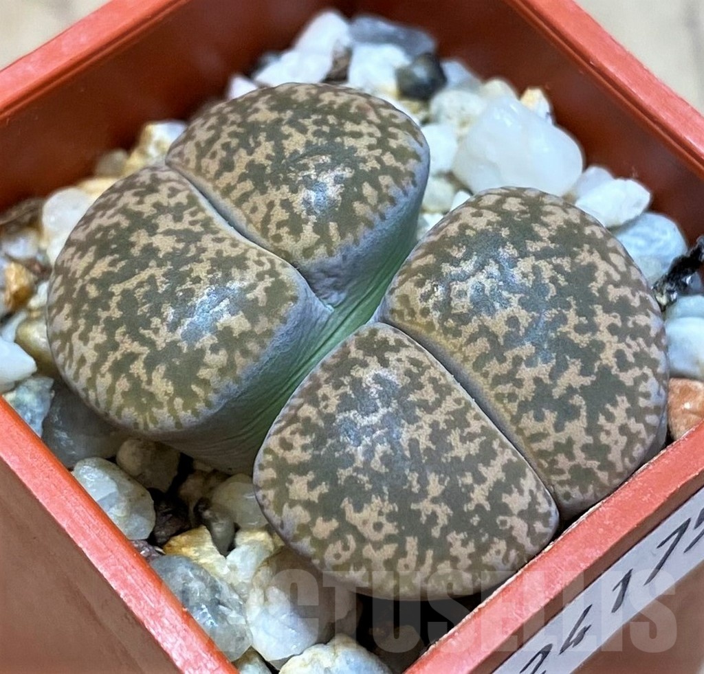 SH24175 Lithops lesliei 'Kimberley'