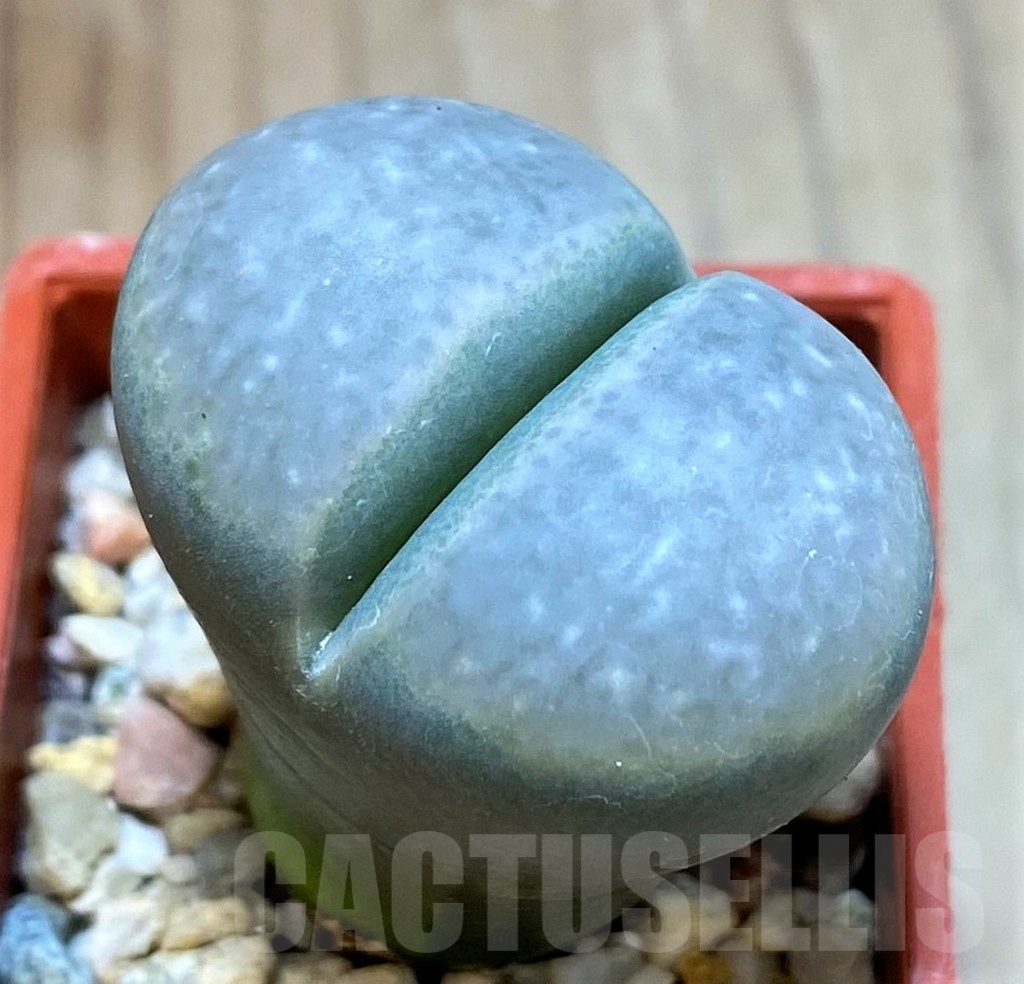 SH24176 Lithops marmorata v. framesii